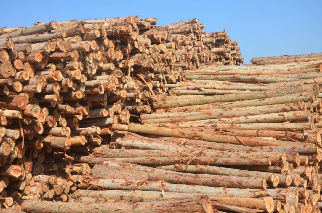 明星產(chǎn)品 | 華洲實木多層板誕生記！(圖1)