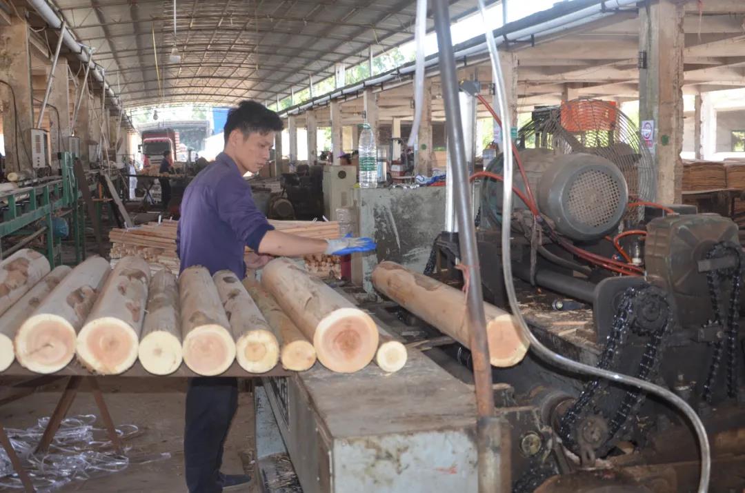 明星產(chǎn)品 | 華洲實木多層板誕生記！(圖2)