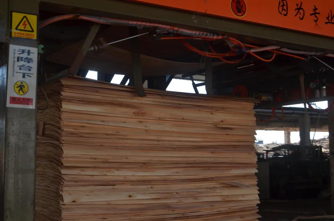 明星產(chǎn)品 | 華洲實木多層板誕生記！(圖5)