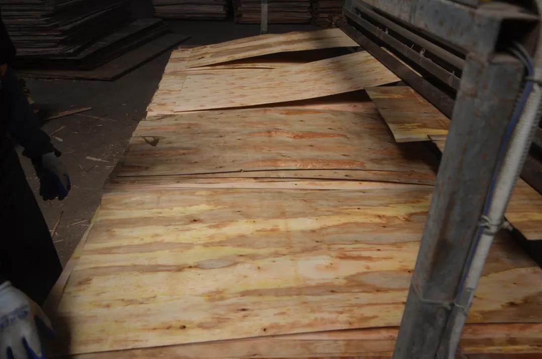 明星產(chǎn)品 | 華洲實木多層板誕生記！(圖9)