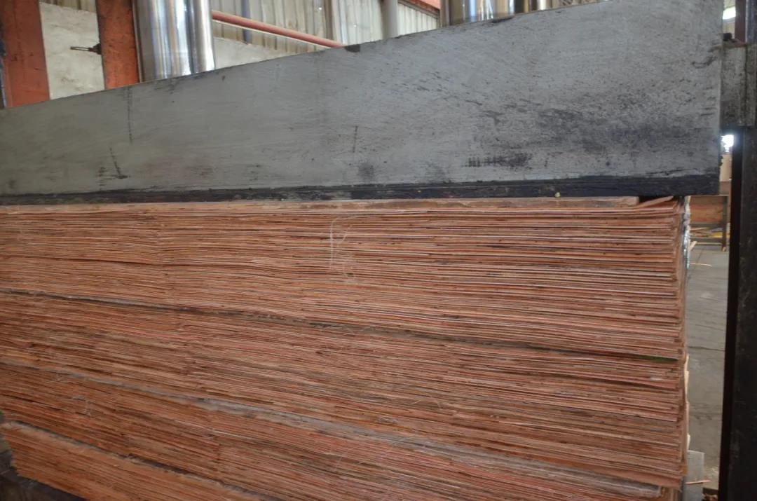 明星產(chǎn)品 | 華洲實木多層板誕生記！(圖14)