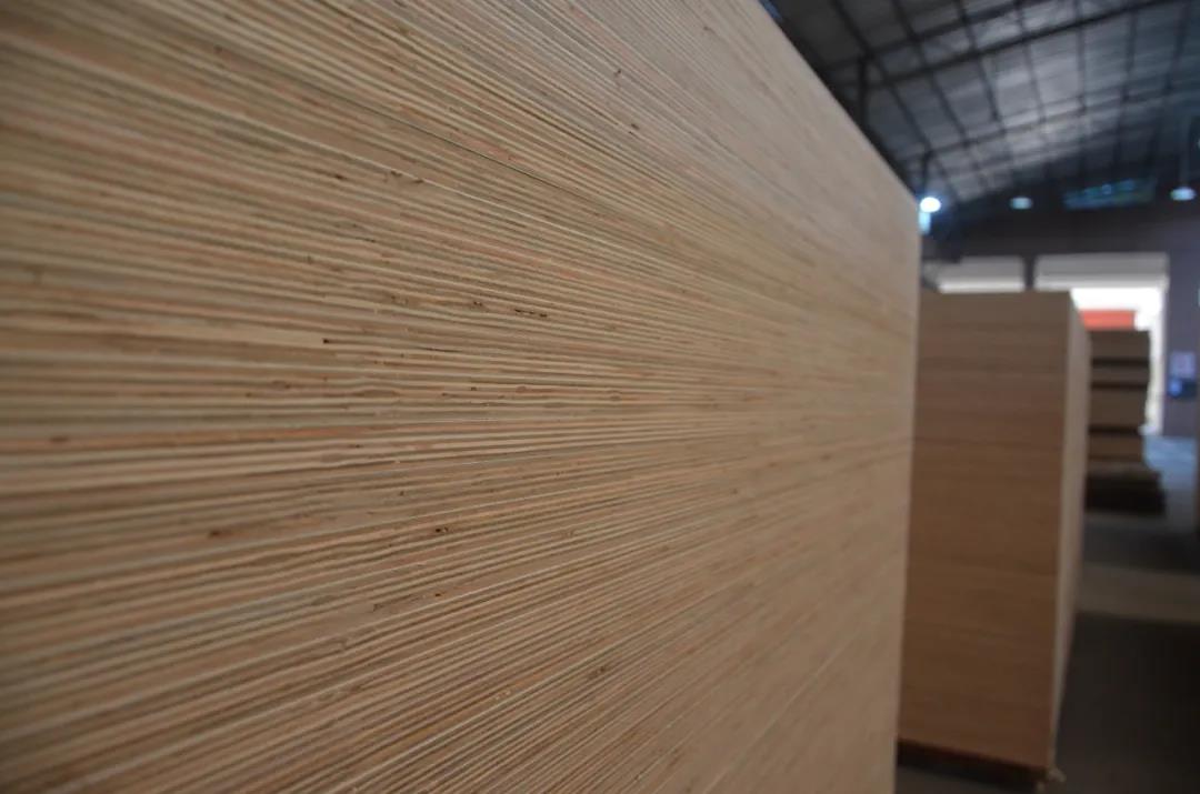 明星產(chǎn)品 | 華洲實木多層板誕生記！(圖21)