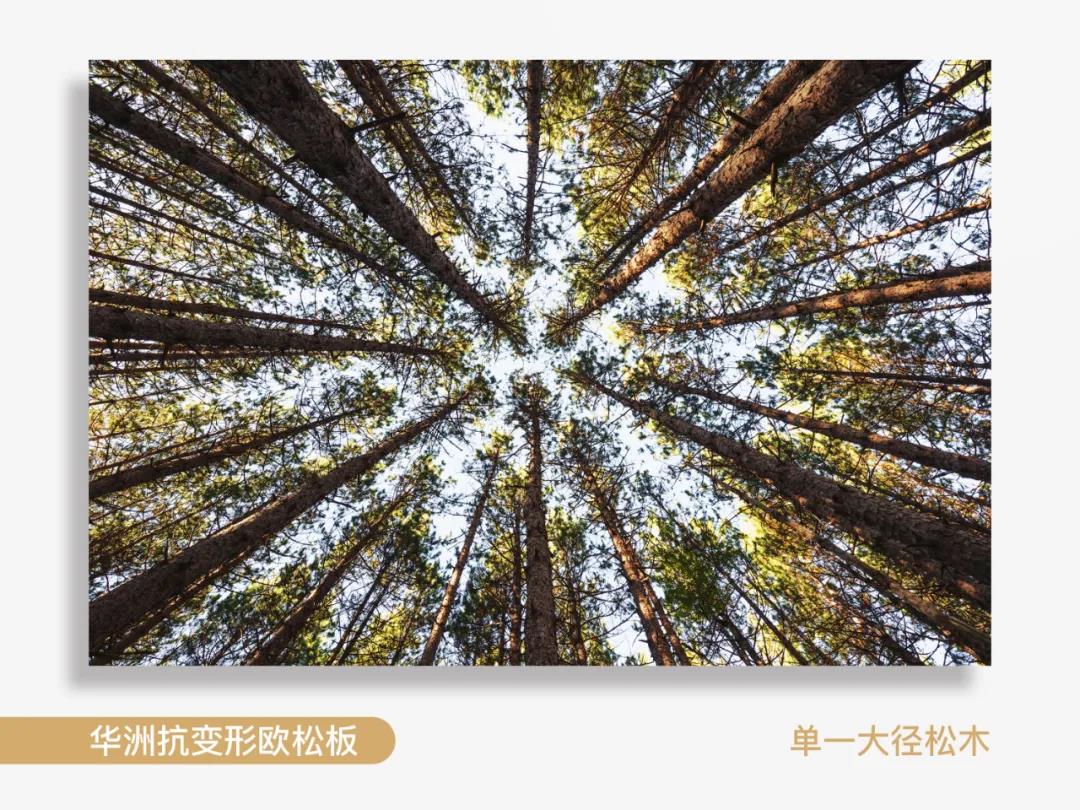 看得見(jiàn)的純凈，華洲抗變形歐松板！(圖2)
